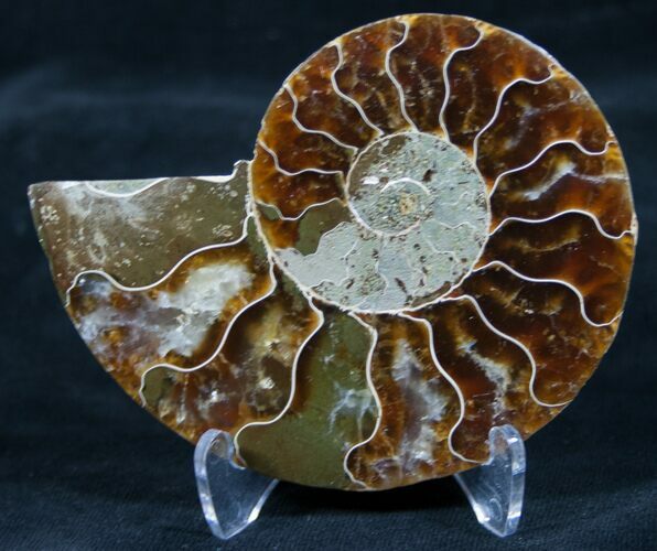 Inch Split Ammonite (Half) - Madagascar #5510